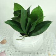 手感胶片蝴蝶兰叶 (1)