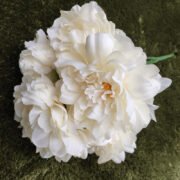 无叶五头牡丹 (5)