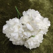 无叶五头牡丹 (6)