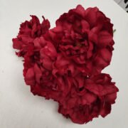 无叶五头牡丹 (8)