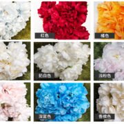 无叶五头牡丹 (9)