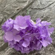 无叶五头马洛卡绣球_ (4)