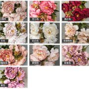 欧式11头波兰牡丹 (8)