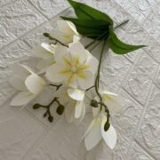 短支3叉8头铁线莲 (4)