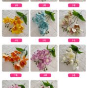 短支3叉8头铁线莲 (5)