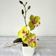 蝴蝶兰带须子迷你小盆景 (2)