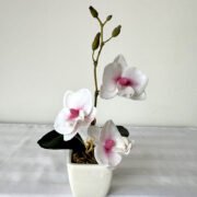 蝴蝶兰带须子迷你小盆景 (3)