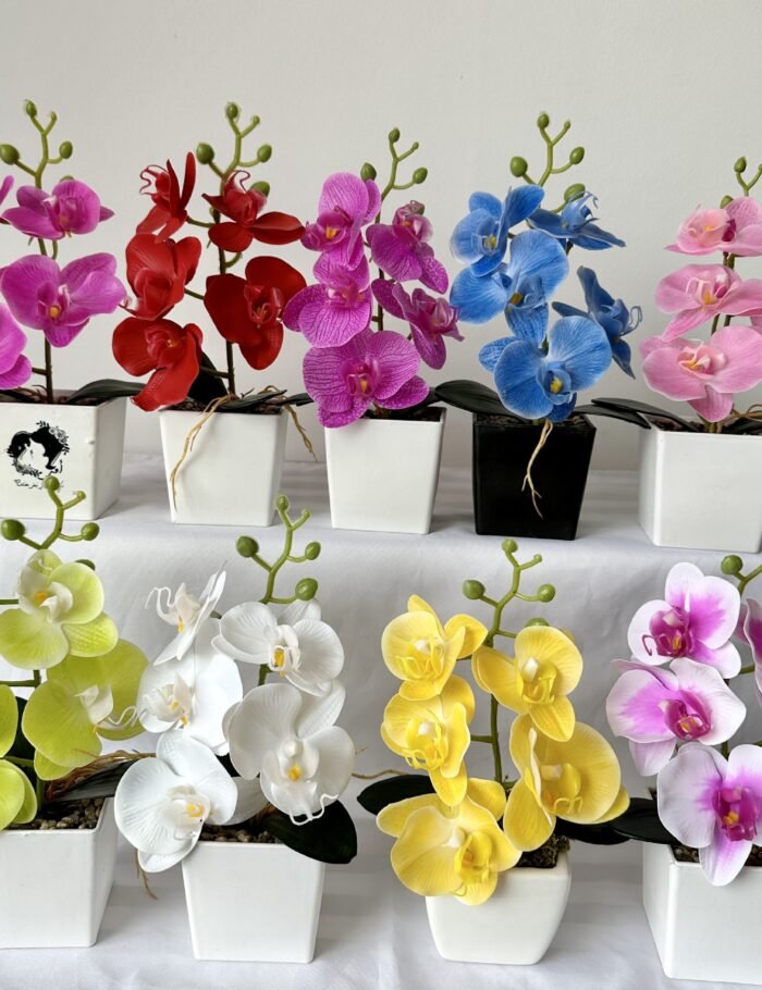 蝴蝶兰带须子迷你小盆景 (4)