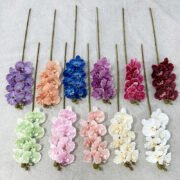 醉马7头蝴蝶兰 (1)