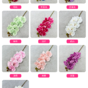 醉马7头蝴蝶兰 (1)