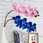 醉马7头蝴蝶兰 (2)