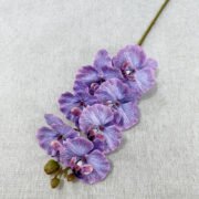 醉马7头蝴蝶兰 (3)