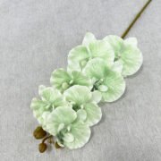 醉马7头蝴蝶兰 (4)