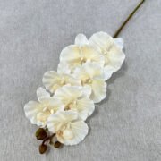 醉马7头蝴蝶兰 (5)