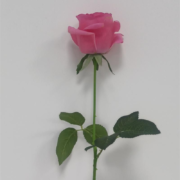 kappframework-voiEsj(1)(1)